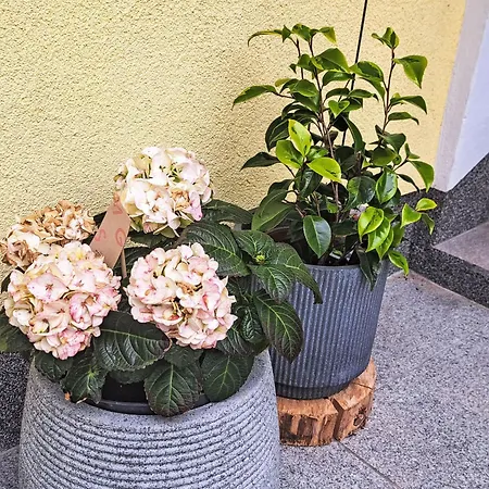 Fichte By Interhome *